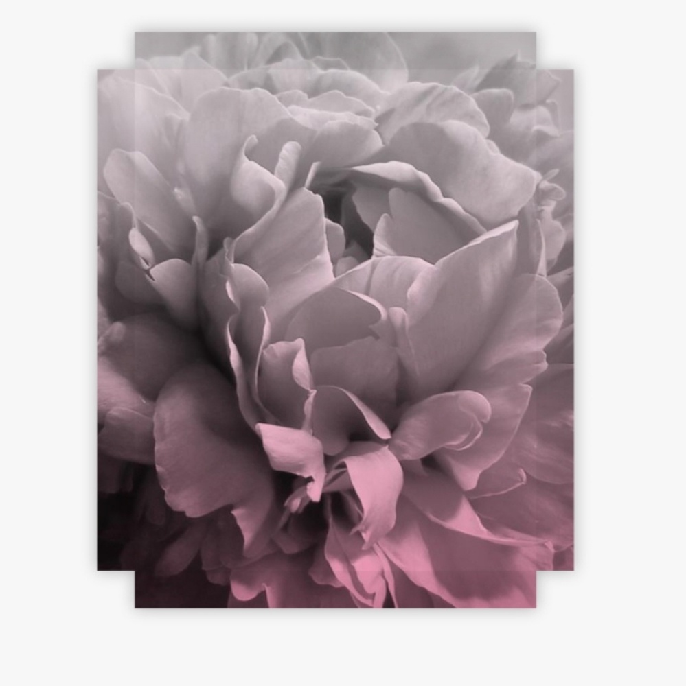 Wall decor home accent peony 16x20 canvas